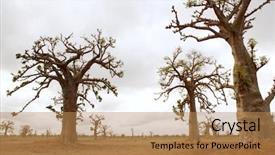  Presentation with tree sky trees green - Audience pleasing presentation consisting of african baobab tree on baobabs backdrop and a coral colored foreground