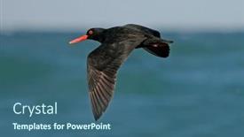  Presentation with south africa - Colorful slide set enhanced with african-black-oystercatcher-haematopus-moquini backdrop and a ocean colored foreground