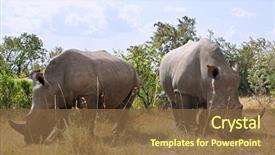  Presentation with southwestern - Presentation theme featuring african black rhinoceroses diceros bicornis background and a tawny brown colored foreground