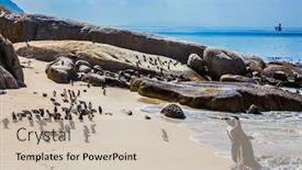  Presentation with africa - Amazing presentation design having african-black-white-penguins-colony backdrop and a soft green colored foreground