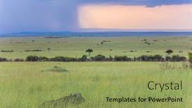  Presentation with exotic animals - Colorful presentation enhanced with african-buffalo-grazes-in-tall backdrop and a yellow colored foreground