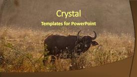  Presentation with buffalo hoof print - Presentation design having african buffalo in masai mara background and a violet colored foreground