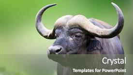  Presentation with south africa - Colorful PPT theme enhanced with african buffalo portrait syncerus caffer backdrop and a gray colored foreground