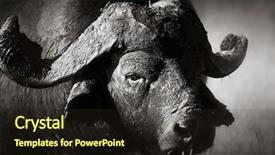  Presentation with kruger - Beautiful presentation theme featuring african buffalo portrait syncerus caffer backdrop and a wine colored foreground