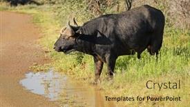  Presentation with water park - Presentation theme consisting of african-buffalo-syncerus-caffer-drinking background and a yellow colored foreground