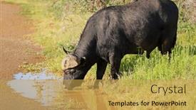  Presentation with water park - Slide set featuring african-buffalo-syncerus-caffer-drinking background and a yellow colored foreground