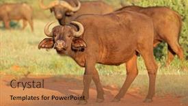  Presentation with south africa - Presentation featuring african-buffalo-syncerus-caffer background and a coral colored foreground