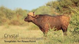 Presentation with south africa - Colorful presentation theme enhanced with african-buffalo-syncerus-caffer backdrop and a yellow colored foreground