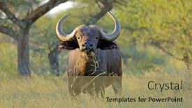  Presentation with south africa - Presentation with african-buffalo-syncerus-caffer background and a coral colored foreground