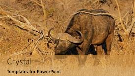  Presentation with south africa - Slide set having african-buffalo-syncerus-caffer background and a gold colored foreground