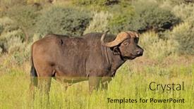  Presentation with south africa - PPT theme featuring african-buffalo-syncerus-caffer background and a yellow colored foreground