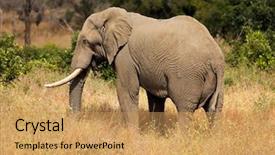  Presentation with kruger - Presentation design consisting of african bull elephant loxodonta africana background and a yellow colored foreground