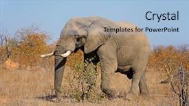  Presentation with south africa - Audience pleasing theme consisting of african bull elephant loxodonta africana backdrop and a light blue colored foreground