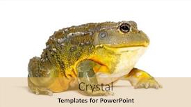  Presentation with uromastyx a genus of african - PPT theme having african-bullfrog-pyxicephalus-adspersus-isolated background and a yellow colored foreground