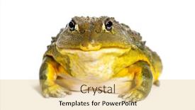  Presentation with african fabric - Theme enhanced with african-bullfrog-pyxicephalus-adspersus-isolated background and a yellow colored foreground