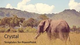  Presentation with elephant - Audience pleasing PPT theme consisting of african bush elephant loxodonta africana backdrop and a coral colored foreground
