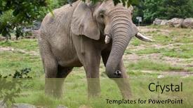  Presentation with african elephant loxodonta africana - Presentation with african bush elephant loxodonta africana background and a  colored foreground