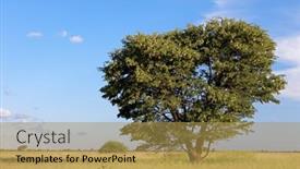  Presentation with thorn - Colorful slide set enhanced with african-camel-thorn-tree-vachellia backdrop and a gold colored foreground