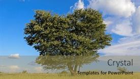  Presentation with thorn - Theme with african-camel-thorn-tree-vachellia background and a gold colored foreground