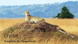  Presentation with southwestern - Presentation theme enhanced with african cheetahs acinonyx jubatus background and a gold colored foreground