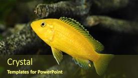  Presentation with female - Slide set featuring african-cichlid-labidochromis-caeruleus-female background and a tawny brown colored foreground