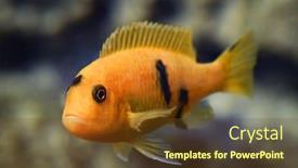  Presentation with female - Audience pleasing PPT theme consisting of african-cichlid-maylandia-estherae-female backdrop and a tawny brown colored foreground