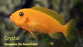  Presentation with elementary school african american female career - Presentation design consisting of african-cichlid-maylandia-estherae-female background and a tawny brown colored foreground