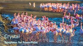  Presentation with african sunset - Presentation theme enhanced with african-coast-of-the-atlantic background and a ocean colored foreground