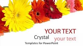  Presentation with gerbera daisy - PPT theme consisting of african daisy gerbera isolated on white background and a pink colored foreground