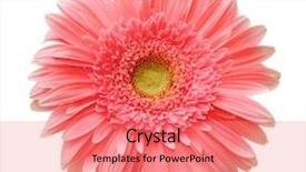  Presentation with gerbera daisy - Presentation design enhanced with african daisy gerbera isolated on white background and a coral colored foreground