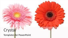  Presentation with daisy - Slide deck having african daisy isolated on white background and a sky blue colored foreground