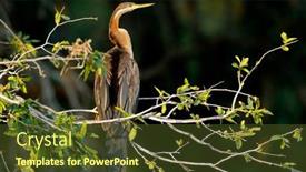  Presentation with kruger - Theme enhanced with african-darter-anhinga-rufa-perched background and a tawny brown colored foreground