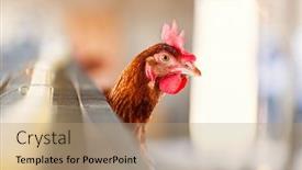  Presentation with african sunset - PPT theme having african-egg-farm-at-sunset background and a coral colored foreground