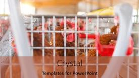  Presentation with african sunset - Audience pleasing slide set consisting of african-egg-farm-at-sunset backdrop and a red colored foreground