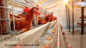  Presentation with african sunset - Amazing presentation design having african-egg-farm-at-sunset backdrop and a coral colored foreground