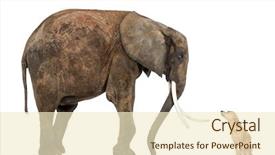 Presentation with elephant - Beautiful PPT theme featuring african elephant and chihuahua looking backdrop and a cream colored foreground