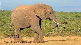  Presentation with african elephant loxodonta africana - Amazing PPT theme having african elephant bull loxodonta africana backdrop and a gold colored foreground