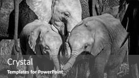  Presentation with members - Audience pleasing PPT layouts consisting of african-elephant-calves-loxodonta-africana backdrop and a dark gray colored foreground