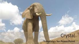 Presentation with savanna - Audience pleasing slide deck consisting of african elephant close up wide backdrop and a coral colored foreground