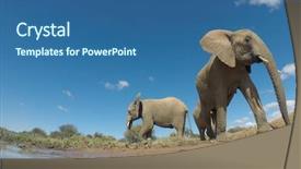  Presentation with african elephant loxodonta africana - Slide deck having african elephant close up wide background and a ocean colored foreground