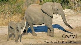  Presentation with cow - Beautiful slides featuring african elephant cow loxodonta africana and her calf at a waterhole south africa backdrop and a coral colored foreground