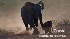  Presentation with elephant - Colorful presentation theme enhanced with african elephant cow with calf backdrop and a tawny brown colored foreground