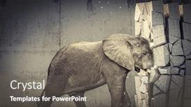  Presentation with elephant - Colorful presentation theme enhanced with african elephant destroy concrete wall backdrop and a gray colored foreground