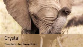  Presentation with african elephant loxodonta africana - Amazing theme having african elephant feeding on vegetation backdrop and a coral colored foreground