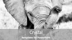  Presentation with kenya - Cool new slides with african elephant feeding on vegetation backdrop and a gray colored foreground