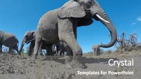  Presentation with african elephant loxodonta africana - Amazing PPT theme having african elephant going for mud backdrop and a  colored foreground