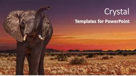 Presentation with savanna - Presentation design featuring african-elephant-in-savanna background and a tawny brown colored foreground