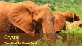  Presentation with kenya - Amazing PPT layouts having african elephant in the wild africa kenya samburu national park backdrop and a tawny brown colored foreground