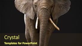  Presentation with elephant - Presentation theme enhanced with african-elephant-isolated-on-black background and a  colored foreground