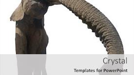  Presentation with elephant - PPT theme consisting of african elephant isolated on white background background and a light gray colored foreground